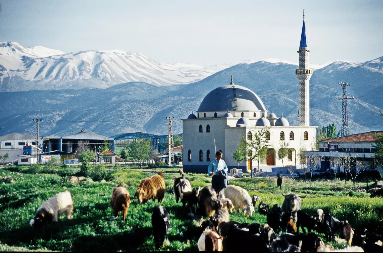 Elmalı'da çayırda otlayan koyun sürüsü, arkada bir cami ve karlı Beydağları