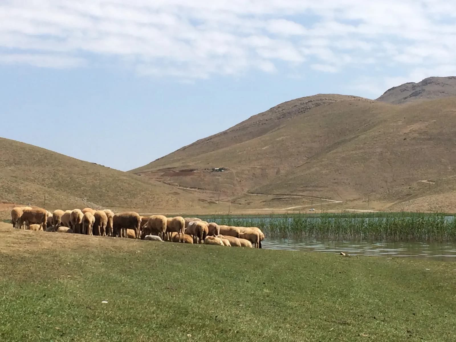 Gündoğmuş yaylasında otlayan koyun sürüsü